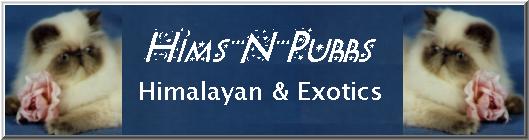 Hims-N-Purrs Himalayans & Exotics